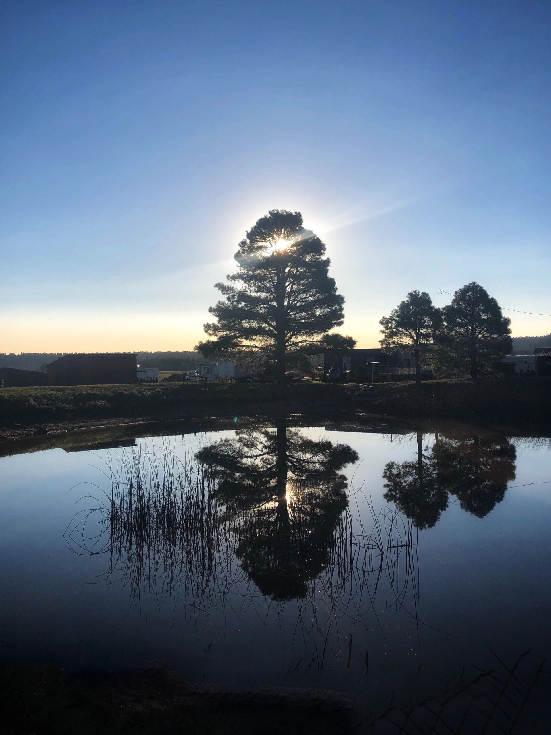Trees reflected in calm water